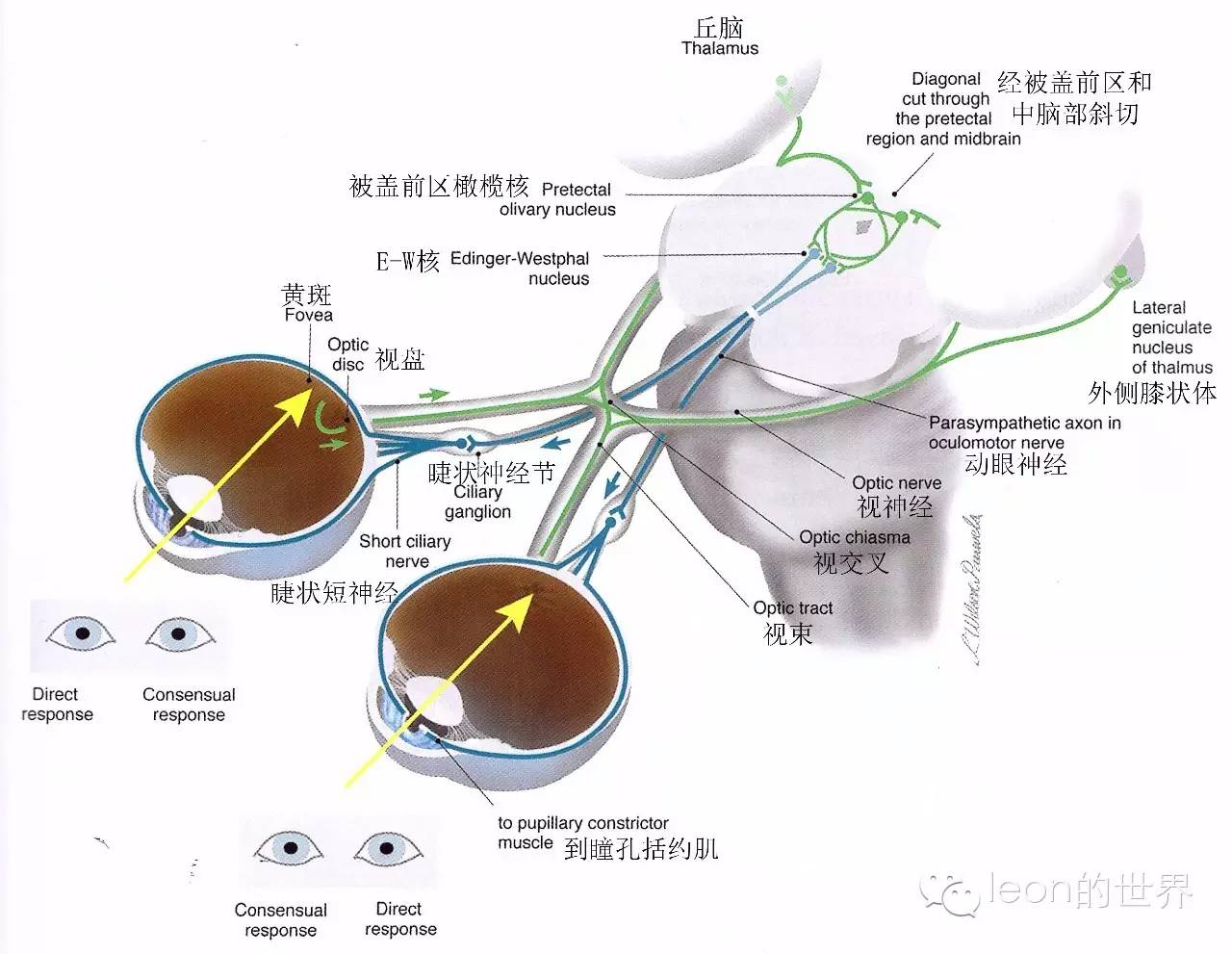 视网膜→视神经→视交叉→双侧视束→上丘臂→中脑顶盖前区→双侧动眼