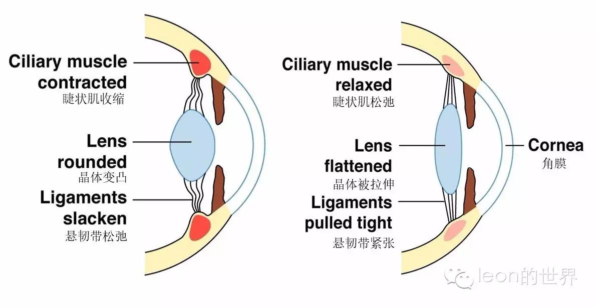 睫状肌及其功能是什么?瞳孔括约肌和开大肌在哪?