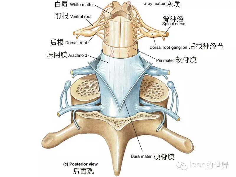 脊髓解剖