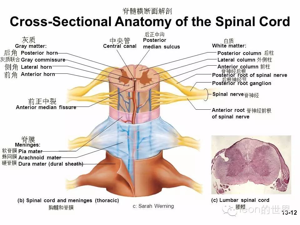 看完了脊髓外部的解剖,再来看看脊髓内部的解剖结构: 脊髓灰质解剖