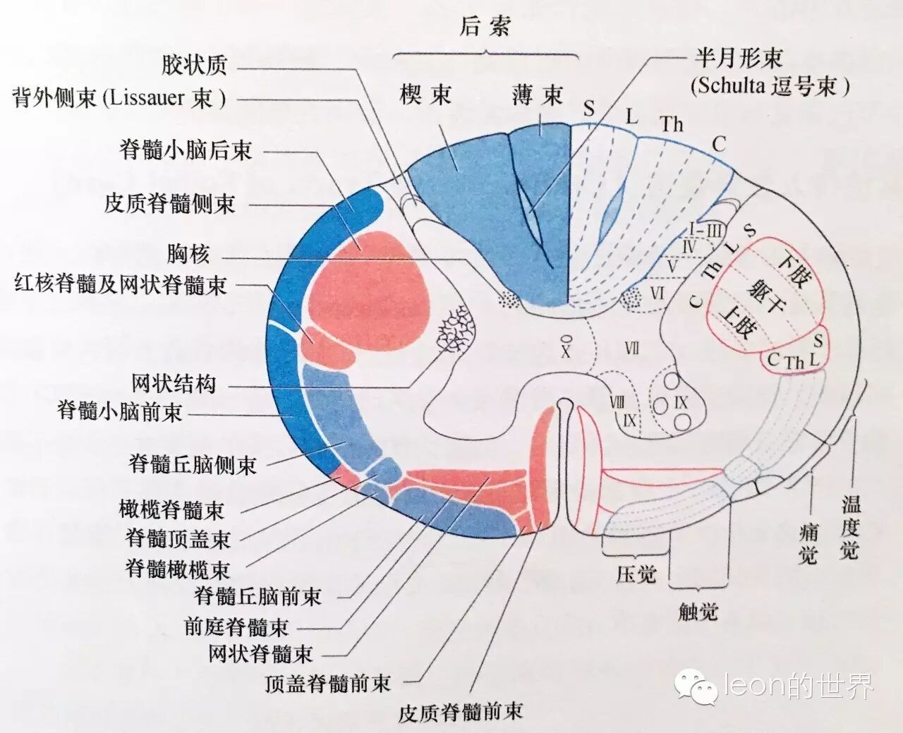 段有侧角,包含相应的交感/副交感神经元 脊髓白质是脊髓上行/下行传导