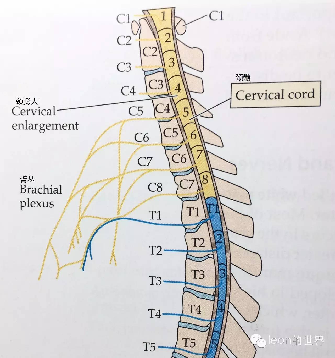 脊髓分为颈髓,胸髓,腰髓和骶尾髓,分别来看 颈髓:向上连于延髓,向下