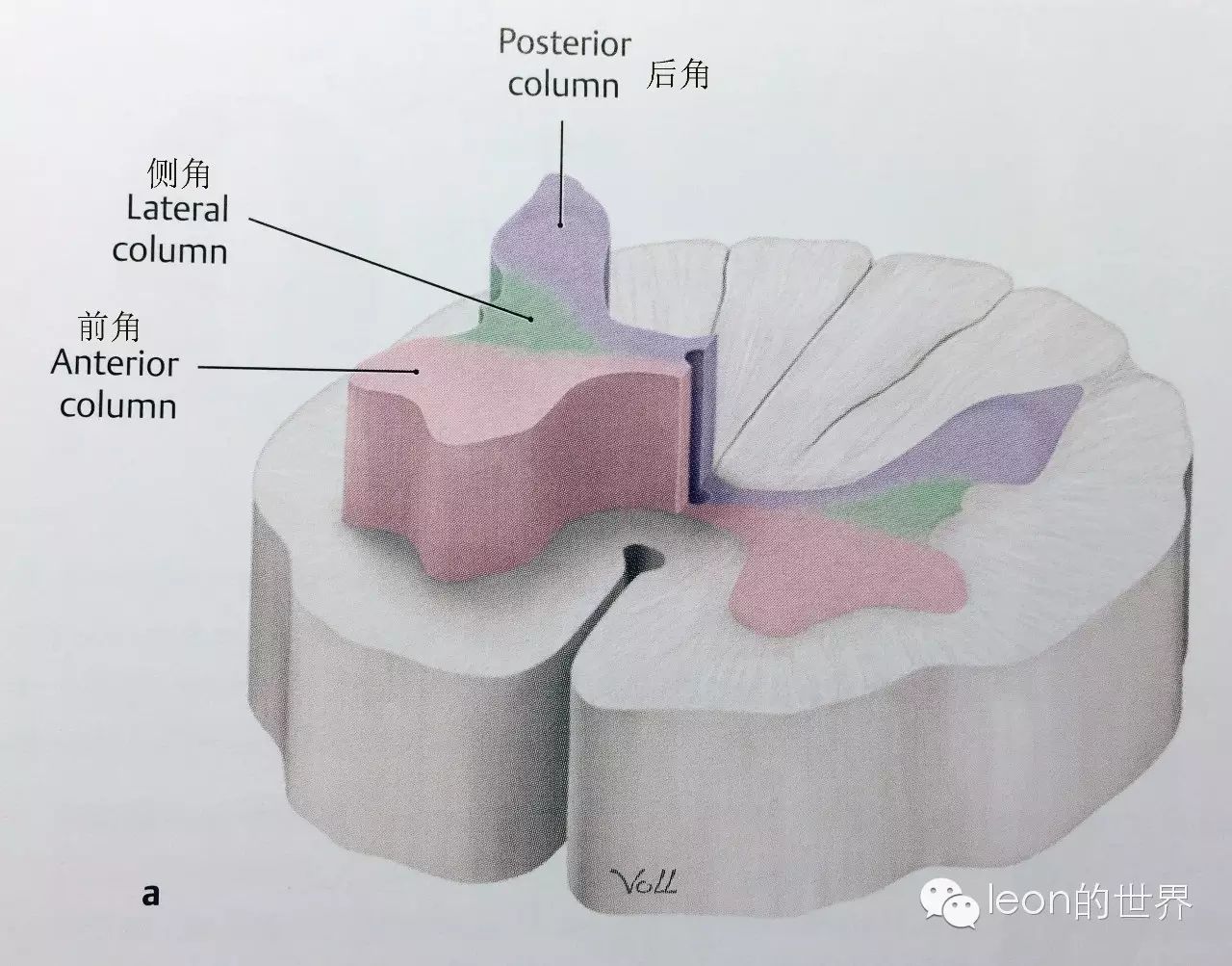 看完了脊髓外部的解剖,再来看看脊髓内部的解剖结构: 脊髓灰质解剖