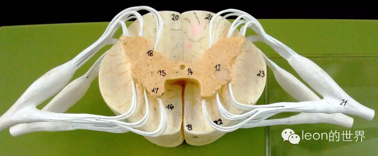 脊髓灰质与脊神经相联系,那么其中具体的联系机制是什么?