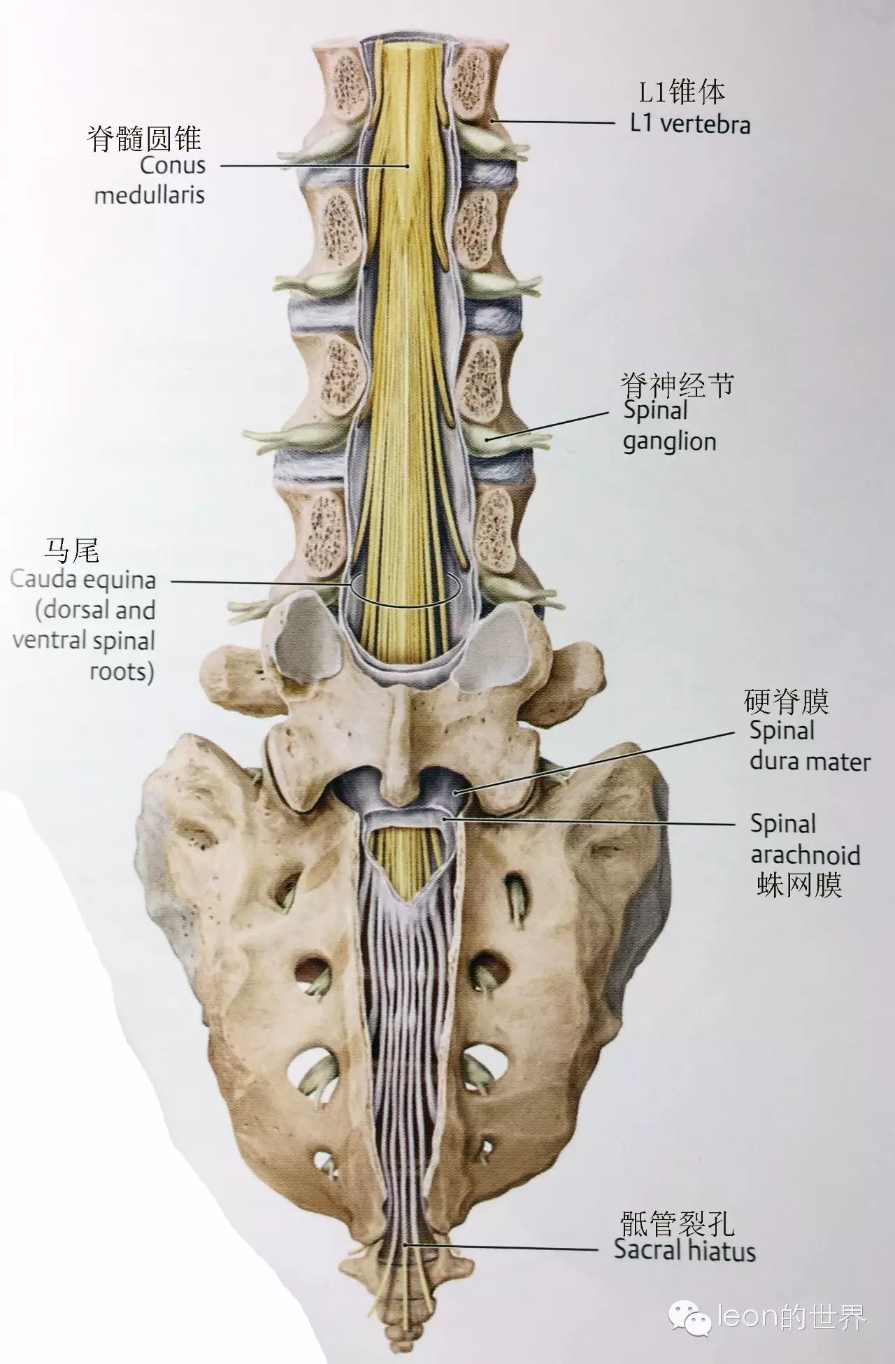 脊神经是从第二颈椎下方出椎管,而l1发出的脊神经则是从第一腰椎下方