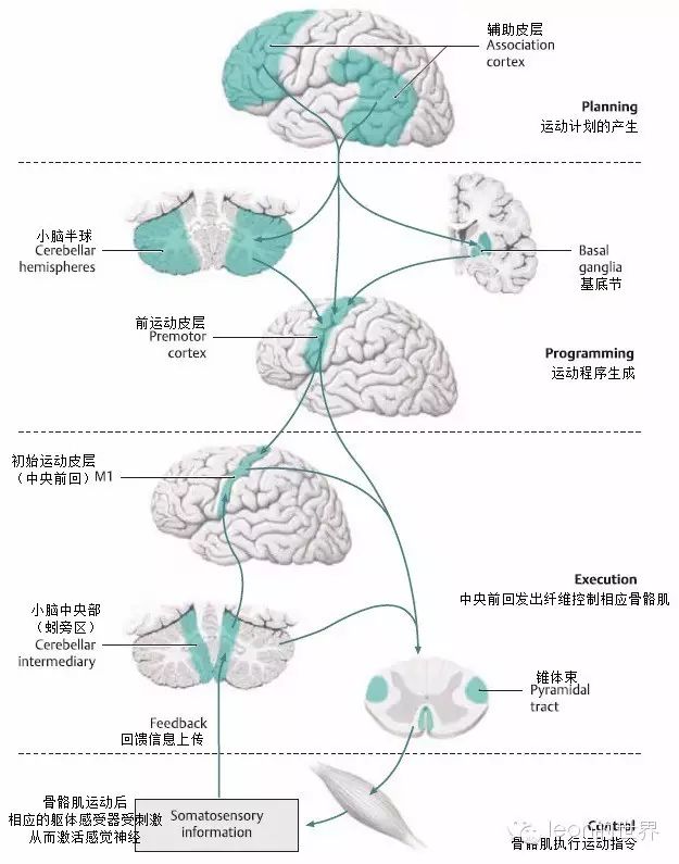 运动神经传导通路