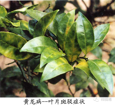 正确认识柑橘黄龙病,以防为主【桂林天盛果苗场】
