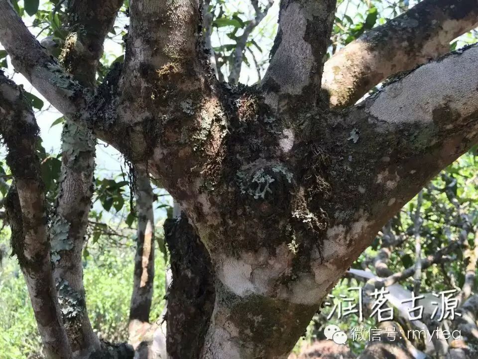 麻黑古茶树