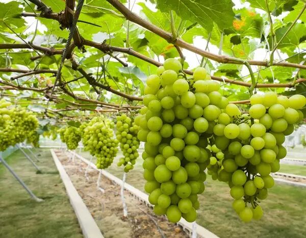 【走进庄园】刷爆柳州朋友圈最火的两个农庄，排队等位，跑再远都值得！