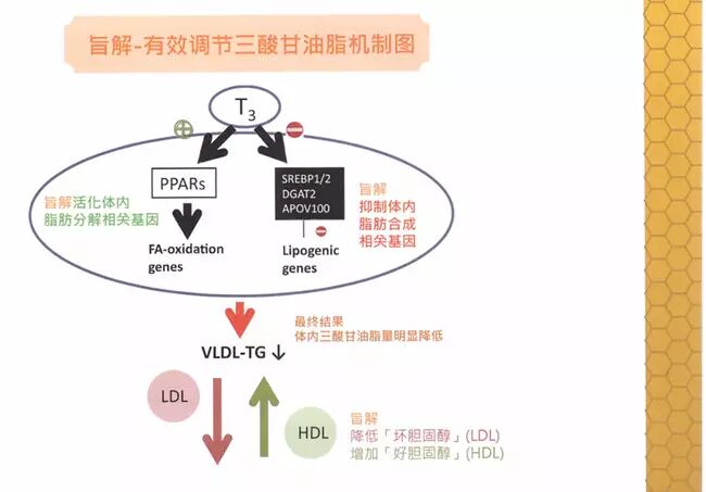 旨解——降血脂，清除血管内垃圾，让血液不再粘稠