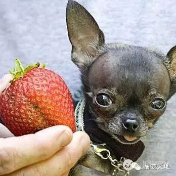 搜索生物世界_世间最小的生物_小生物的世界
