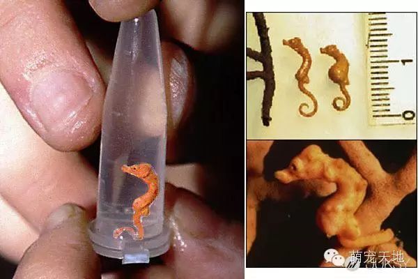 世间最小的生物_小生物的世界_搜索生物世界