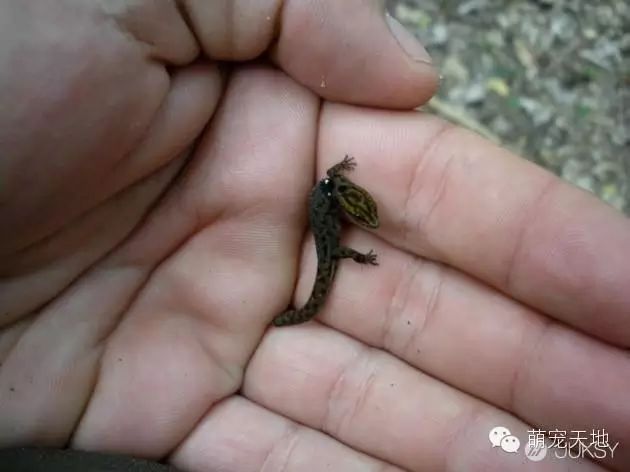 搜索生物世界_世间最小的生物_小生物的世界