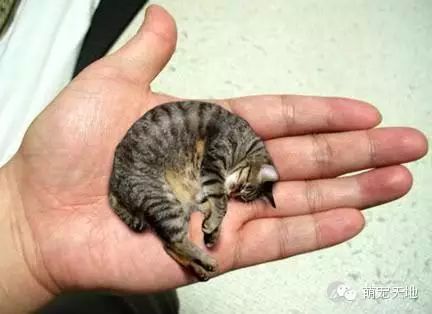 小生物的世界_世间最小的生物_搜索生物世界