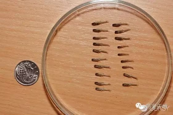 小生物的世界_世间最小的生物_搜索生物世界