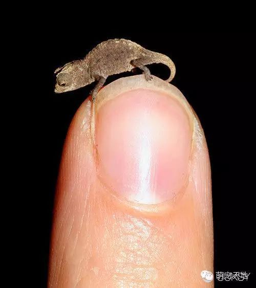 世间最小的生物_小生物的世界_搜索生物世界
