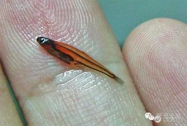 搜索生物世界_小生物的世界_世间最小的生物