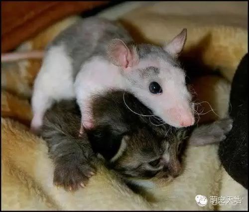 小生物的世界_世间最小的生物_搜索生物世界