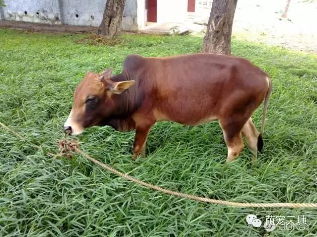 世间最小的生物_搜索生物世界_小生物的世界