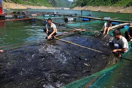 致富鱼游出产业振兴路_致富经鱼_致富鱼卢鱼