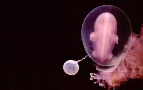 精子在输卵管里游动  再过一周,新孕育的胚胎吸附在子宫内膜上  22