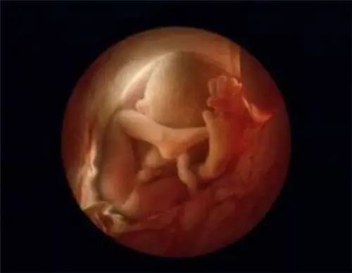胎儿大约有20厘米长.头上开始出现头发  感谢生命,感谢母亲.
