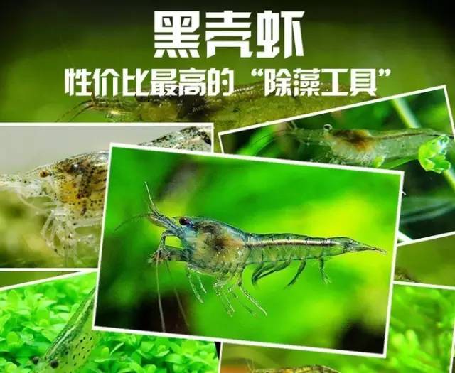 如何繁殖灯科鱼_难养的灯鱼_什么灯鱼最难繁殖
