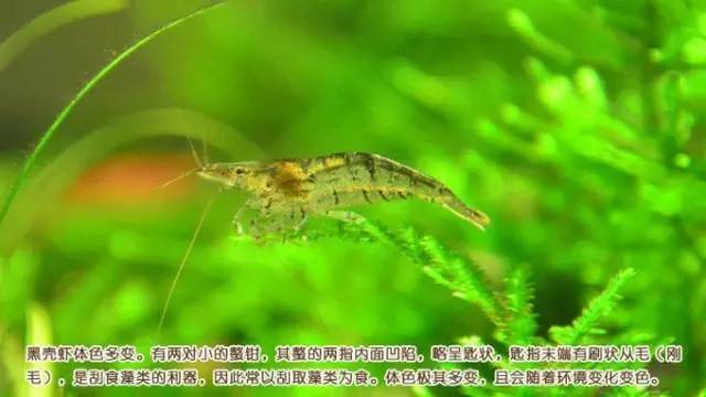 如何繁殖灯科鱼_什么灯鱼最难繁殖_难养的灯鱼