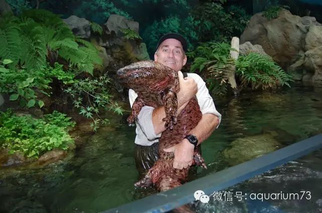 关于娃娃鱼,你不知道的事