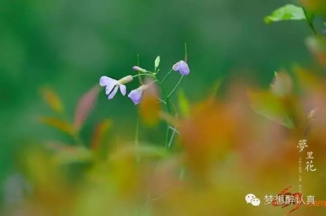 张韶涵《梦里花》分享给大家