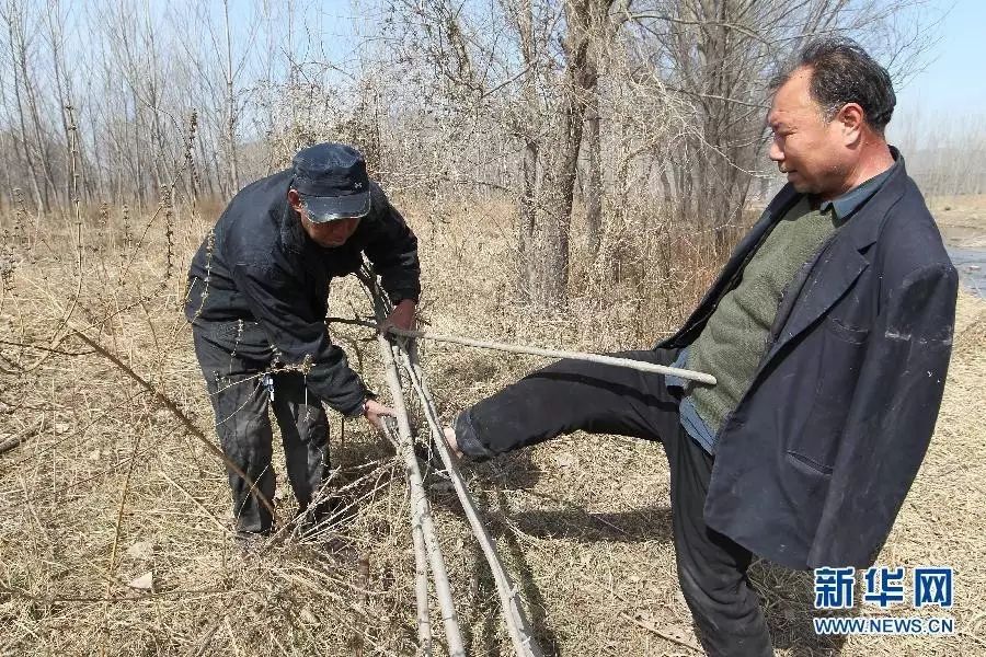 2015年3月11日,贾文其(右)和贾海霞在整理用于扦插的树枝.