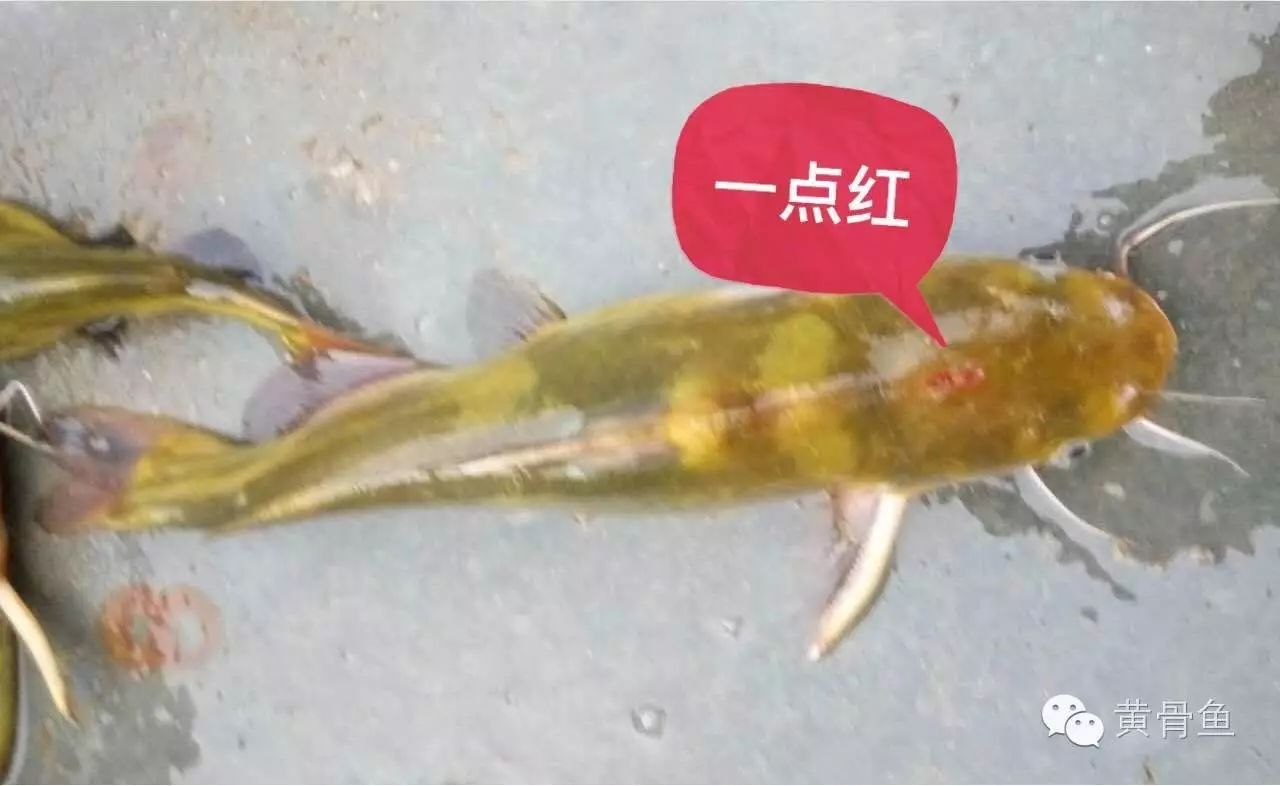 "一点红",咋办? 【养殖黄颡鱼必收藏】