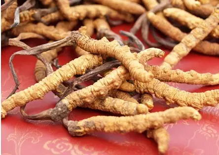 “极草”有毒?看完“冬虫”是怎么变成“夏草”,你就知道了! “极草”有毒?看完“冬虫”是怎么变成“夏草”,你就知道了!