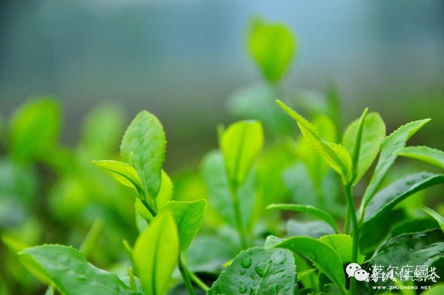 安吉白茶是一种珍罕的变异茶种,属于低温敏感型茶叶,其阈值约在23℃。茶树产白茶时间很短,通常仅一个月左右。春季,因叶绿素缺失,在清明前萌发的嫩芽为白色。在谷雨前,色渐淡,多数呈玉白色。雨后至夏至前,逐渐转为白绿相间的花叶。至夏,芽叶恢复为全绿,与一般绿茶无异。正因为神奇的安吉白茶是在特定的白化期内采摘、加工和制作的,所以茶叶经冲泡后,其叶底也呈现玉白色,这是安吉白茶特有的性状。 安吉白茶外形挺直,形如兰蕙;色泽翠绿,白毫显露;叶芽如金镶碧鞘,内裹银箭,十分可人。冲泡后,清香高扬且持久。滋