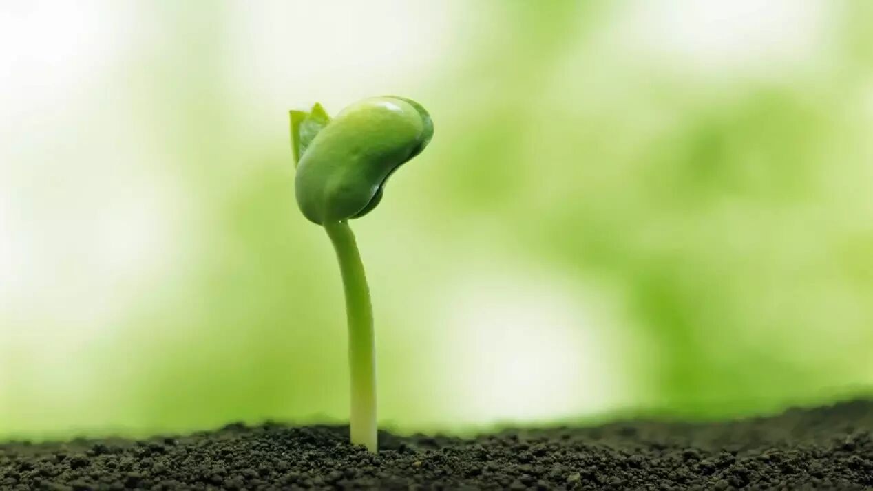 【专题培训】孕”筹制胜——《孕期及备孕期营养专题》培训7月11日起公开售票-怀孕期