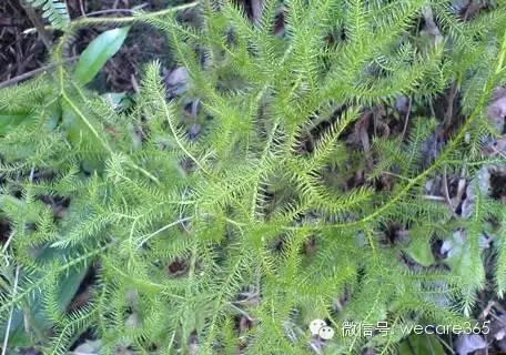 伸筋草为石松科植物石松的干燥全草,又名石松,过山龙,金毛狮子草,立