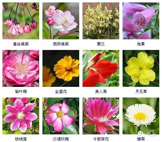 花卉圖45 400多种常见花卉图谱，收藏起来！以后肯定有用！-花百科