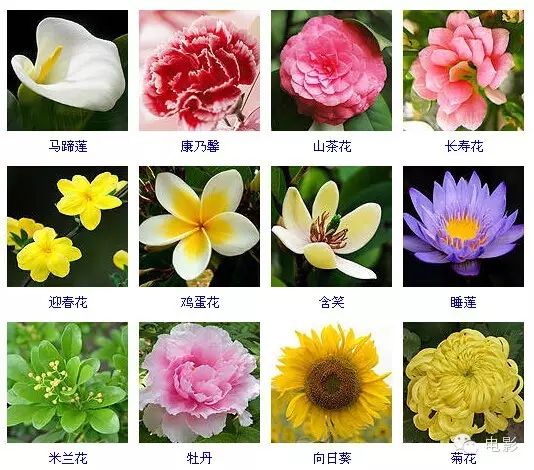 花卉圖45 400多种常见花卉图谱，收藏起来！以后肯定有用！-花百科