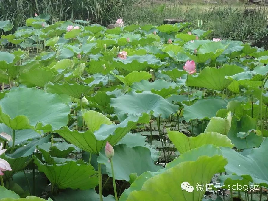 荷花 莲花 睡莲 您分得清吗 来缕缕她们之间的关系吧 自由微信 Freewechat