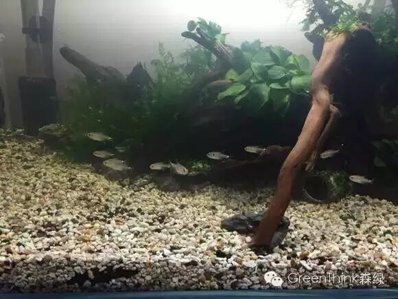 七彩神仙鱼榄仁叶_榄仁叶 灯鱼_养狮王斗鱼能用榄仁叶吗