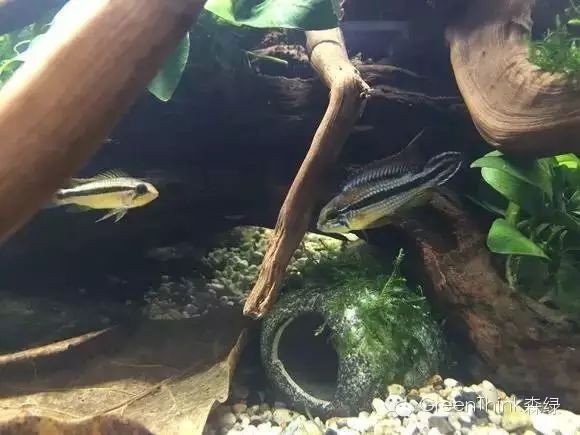 养狮王斗鱼能用榄仁叶吗_榄仁叶 灯鱼_七彩神仙鱼榄仁叶