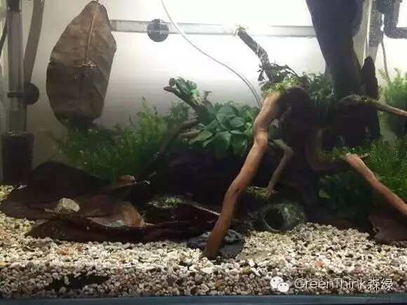 榄仁叶 灯鱼_养狮王斗鱼能用榄仁叶吗_七彩神仙鱼榄仁叶