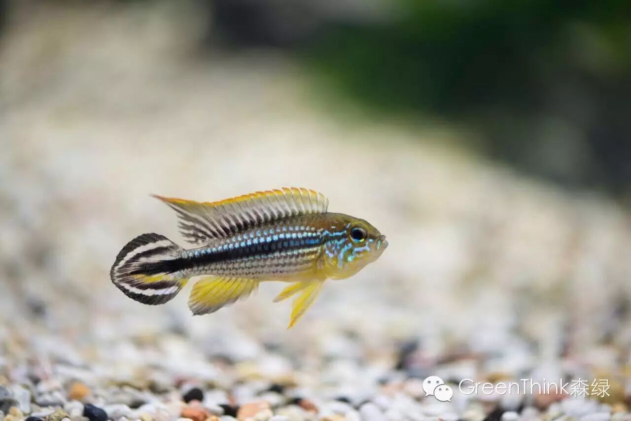 养狮王斗鱼能用榄仁叶吗_七彩神仙鱼榄仁叶_榄仁叶 灯鱼