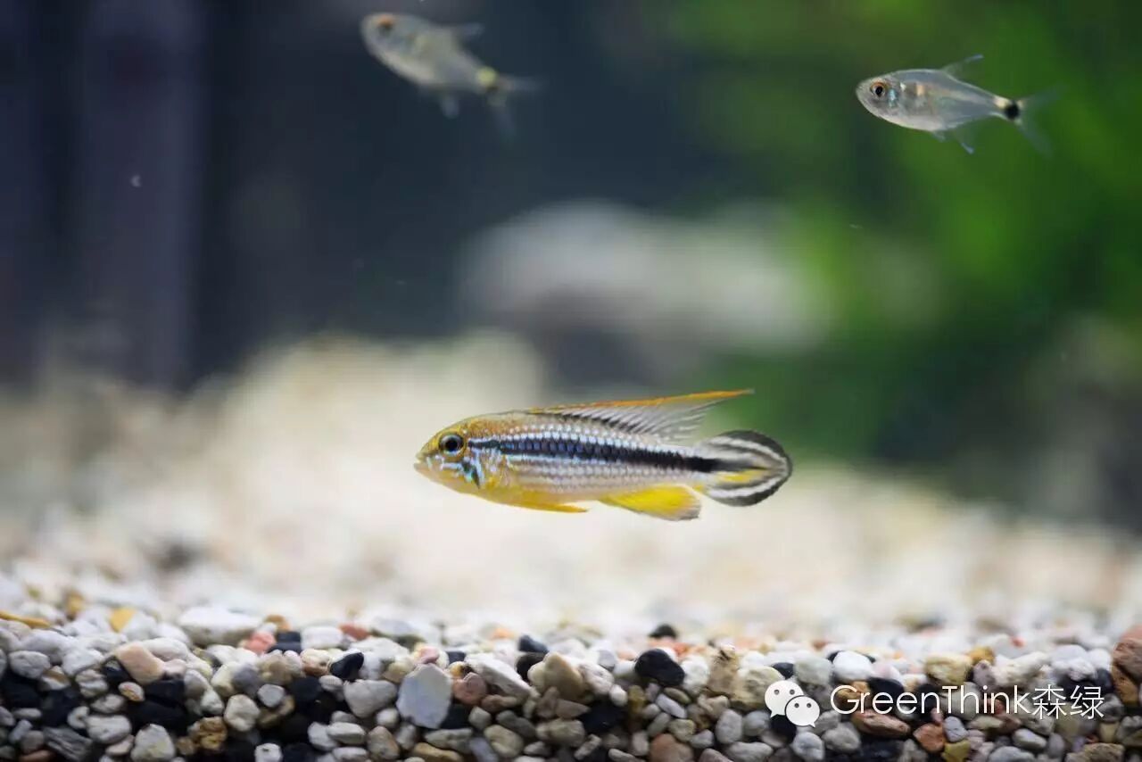 七彩神仙鱼榄仁叶_养狮王斗鱼能用榄仁叶吗_榄仁叶 灯鱼