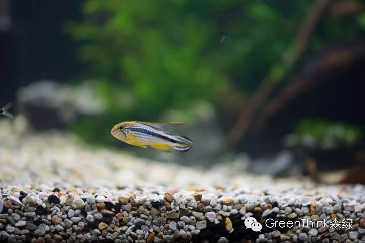 七彩神仙鱼榄仁叶_养狮王斗鱼能用榄仁叶吗_榄仁叶 灯鱼