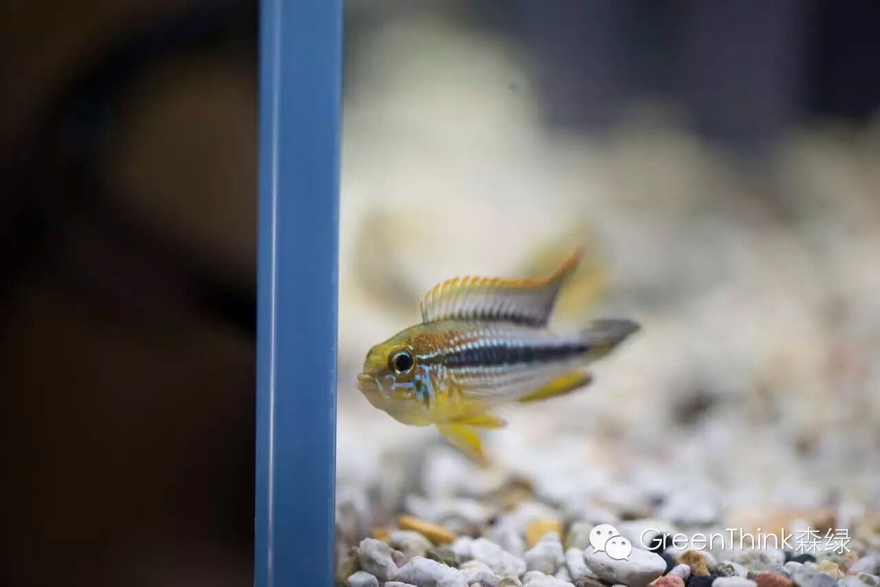 榄仁叶 灯鱼_养狮王斗鱼能用榄仁叶吗_七彩神仙鱼榄仁叶