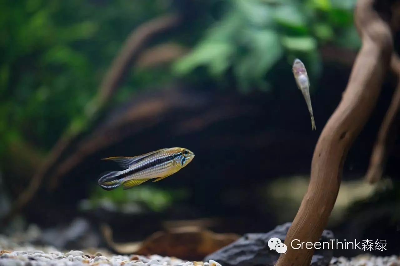 榄仁叶 灯鱼_养狮王斗鱼能用榄仁叶吗_七彩神仙鱼榄仁叶