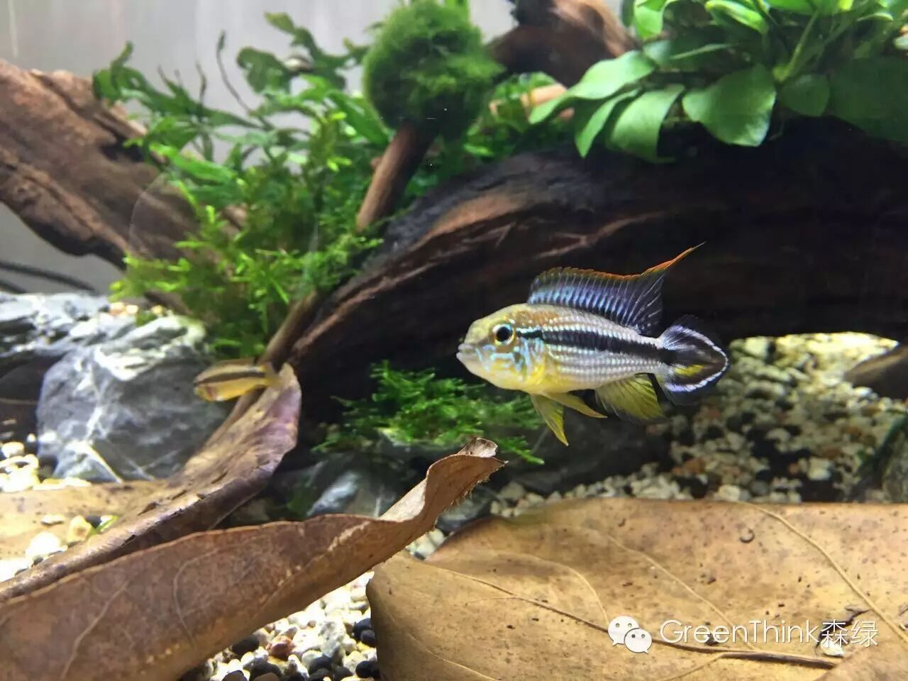 七彩神仙鱼榄仁叶_养狮王斗鱼能用榄仁叶吗_榄仁叶 灯鱼