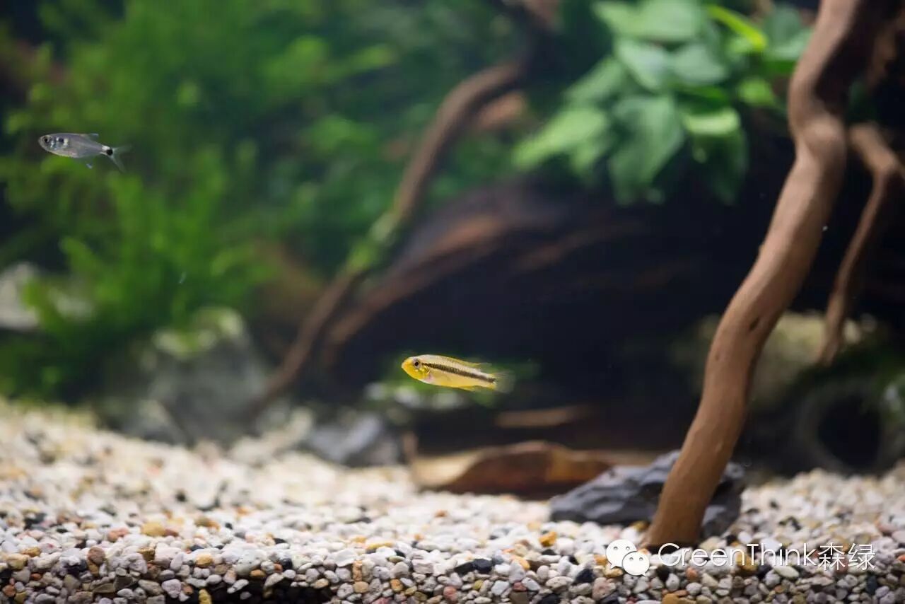 榄仁叶 灯鱼_养狮王斗鱼能用榄仁叶吗_七彩神仙鱼榄仁叶