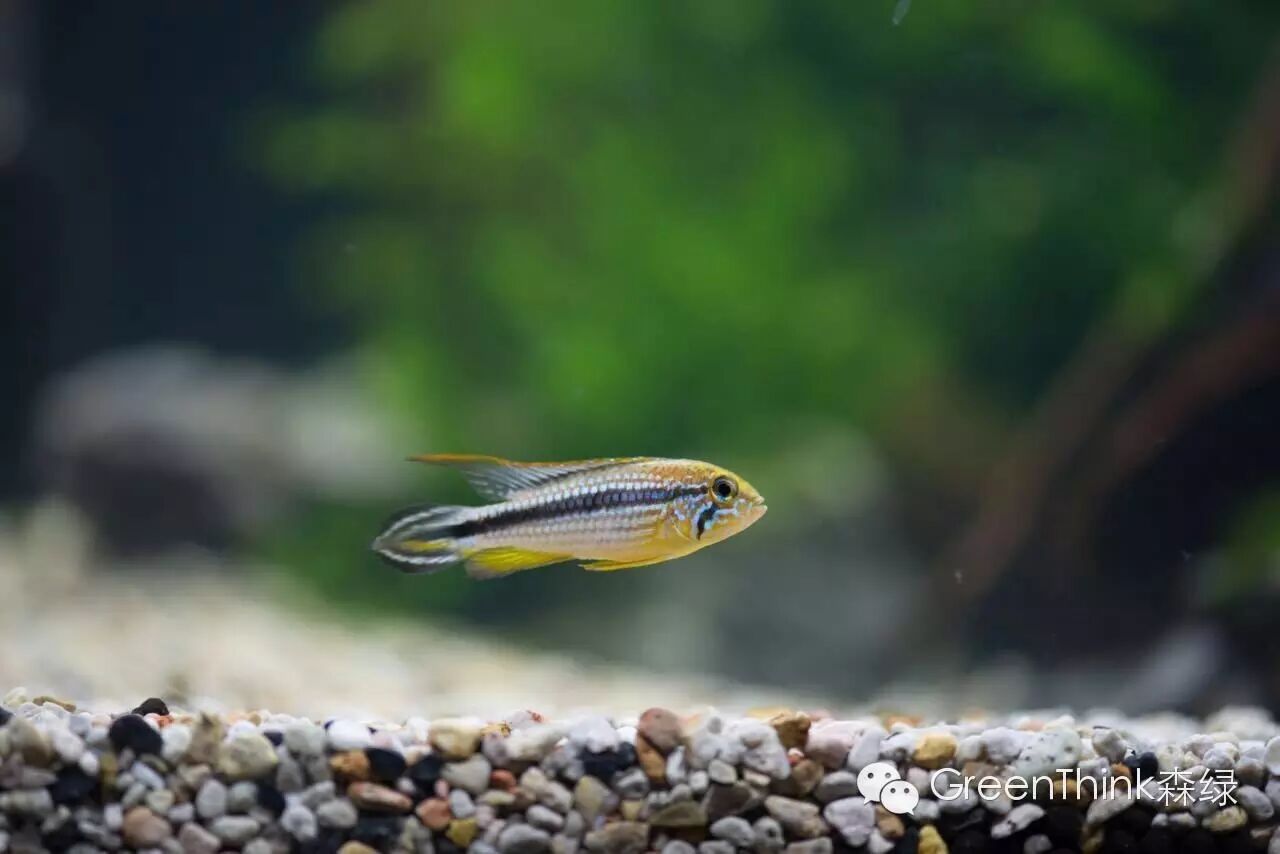 榄仁叶 灯鱼_养狮王斗鱼能用榄仁叶吗_七彩神仙鱼榄仁叶